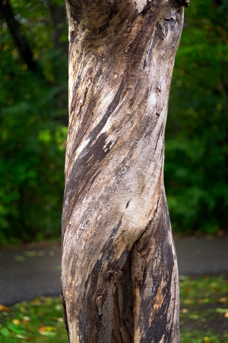 Baum natur wald zweig