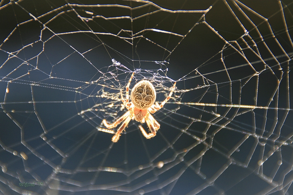 Skrzydło fauna materiał bezkręgowy