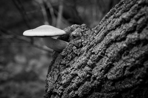 Tree nature forest rock Photo