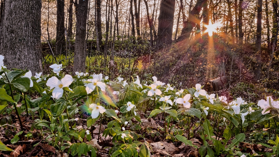 Paesaggio foresta pianta tramonto