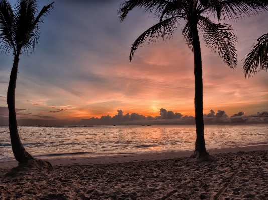 ビーチ 海 海岸 木 写真