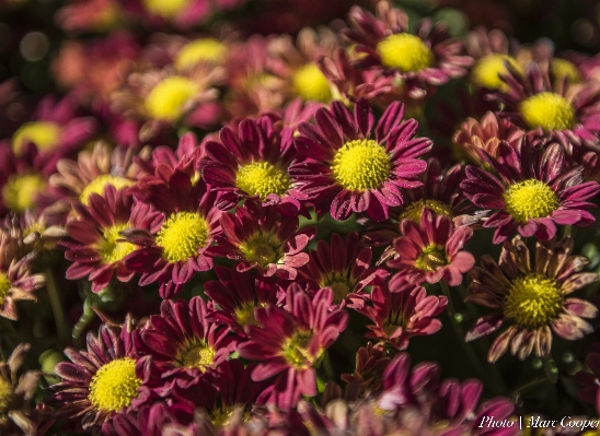 Plant flower petal daisy Photo