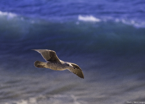 Foto Mare oceano uccello ala