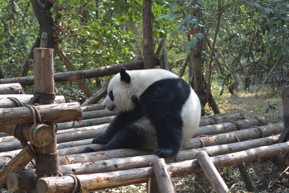 娱乐 熊 野生动物 动物园