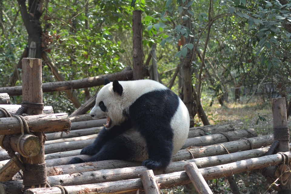 Recreation bear wildlife zoo