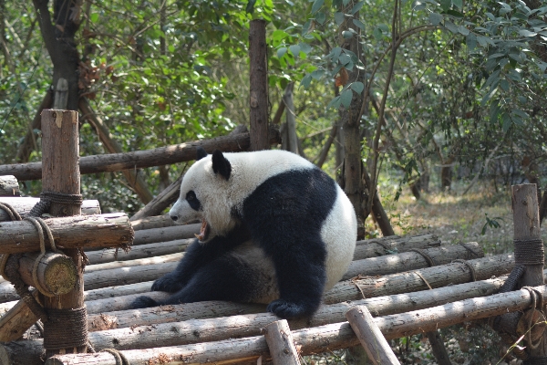 Recreation bear wildlife zoo Photo