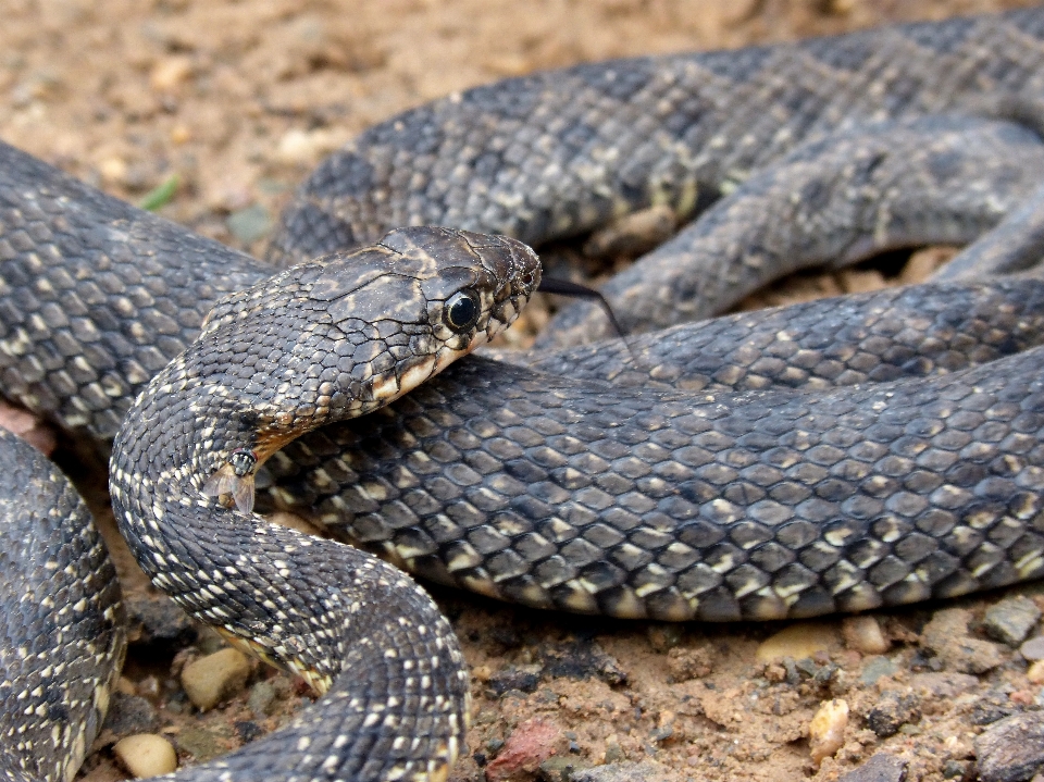 Animais selvagens réptil fauna cobra