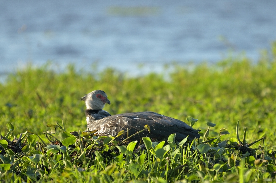 Nature grass bird lawn