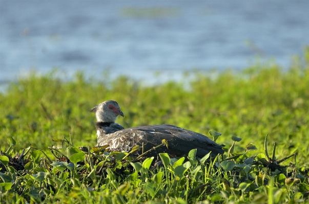 Natur gras vogel rasen Foto