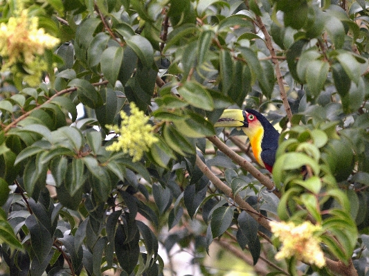 Tree branch bird plant Photo