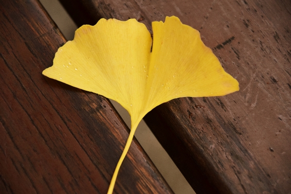 Tree plant wood leaf Photo