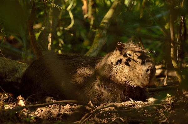 Nature forest wildlife jungle Photo