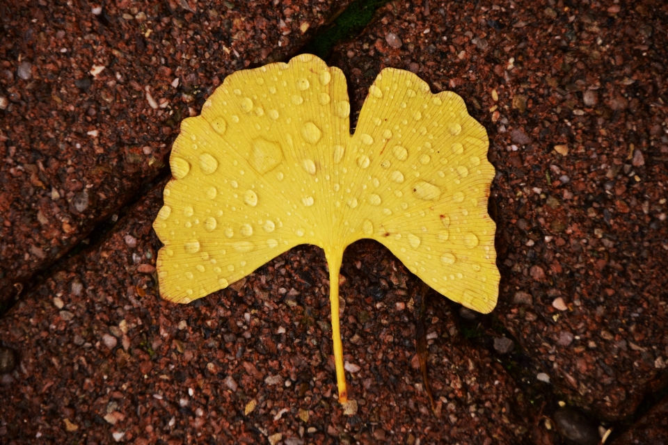 árbol planta lluvia hoja