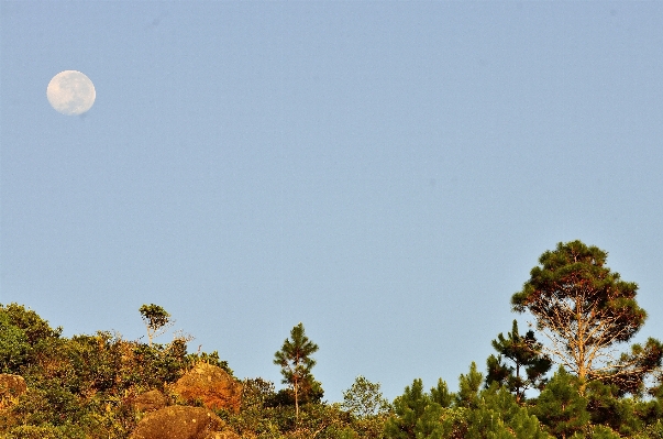 木 空 葉 秋 写真