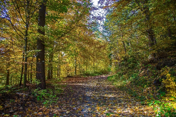 Tree forest wilderness branch Photo