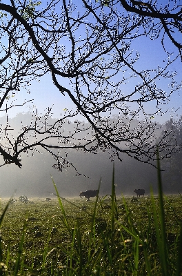 Landscape tree nature forest Photo