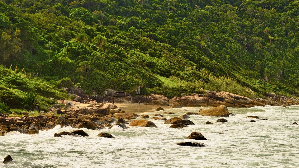 Mar costa floresta rock