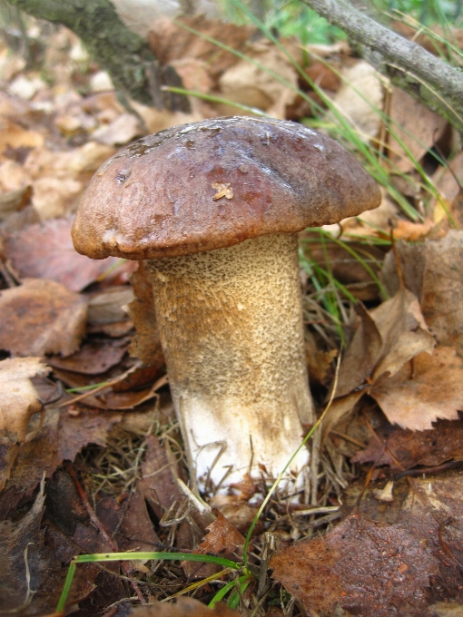 Nature forest autumn brown