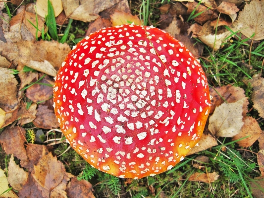 Nature forest red autumn Photo