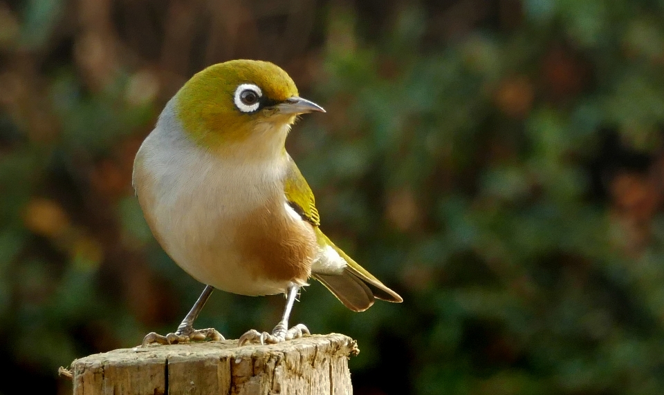 Nature oiseau faune le bec