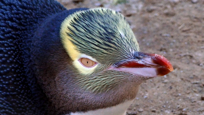 鳥 羽 野生動物 嘴 写真