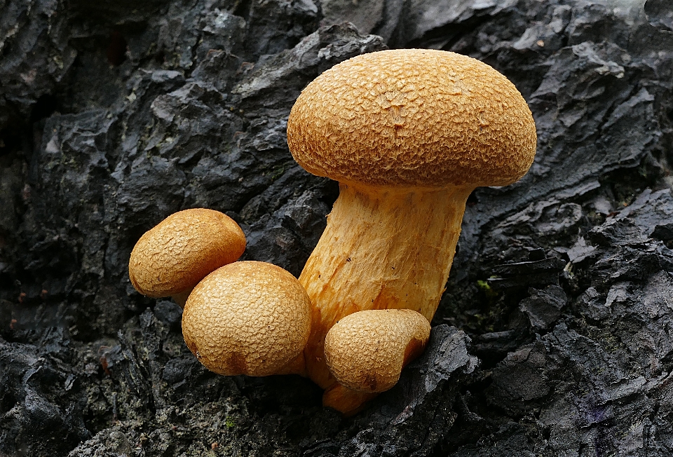 Nature soil mushroom fauna