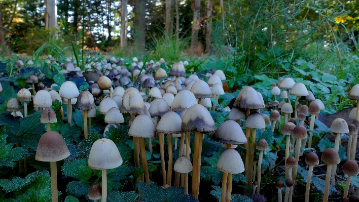 木 森 花 密林 写真