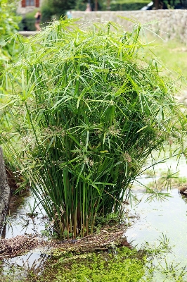 Foto Erba pianta prato fiore