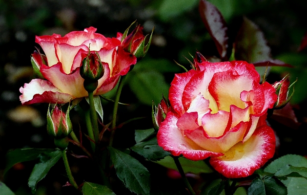 Blossom plant flower petal Photo