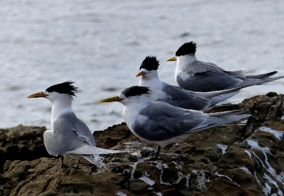 Sea nature bird seabird Photo