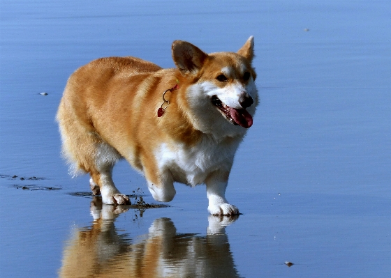 Beach dog mammal pets Photo