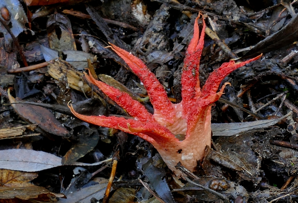 Pianta foglia fiore rosso