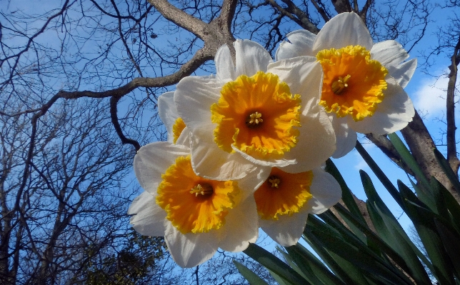 Blossom plant flower botany Photo