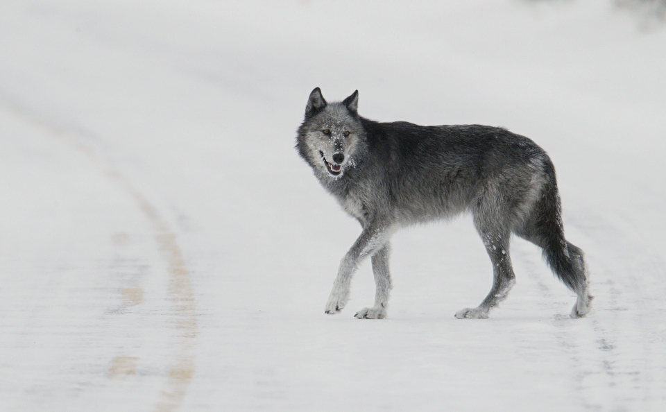 Natura śnieg zimno zima