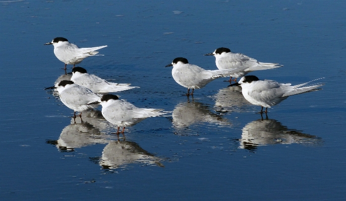 Beach sea bird wing Photo