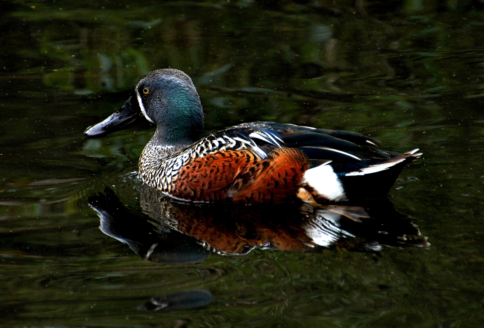 Alam burung sayap kolam