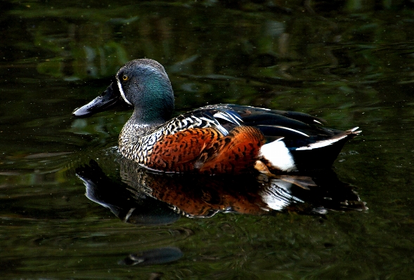 Nature bird wing pond Photo