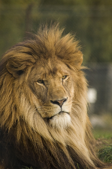 Animali selvatici selvaggio gatto mammifero