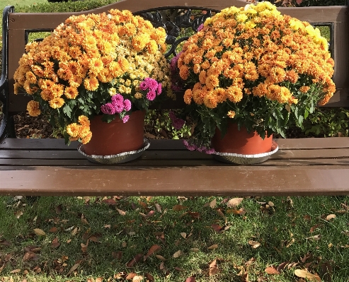 Foto All'aperto pianta foglia autunno