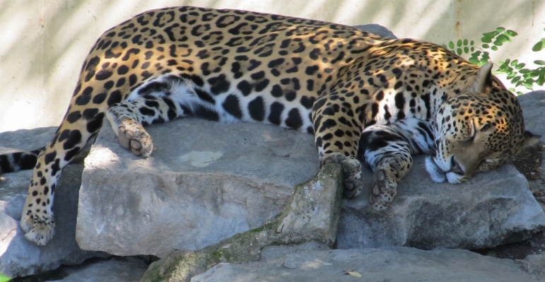 Nature looking wildlife zoo Photo