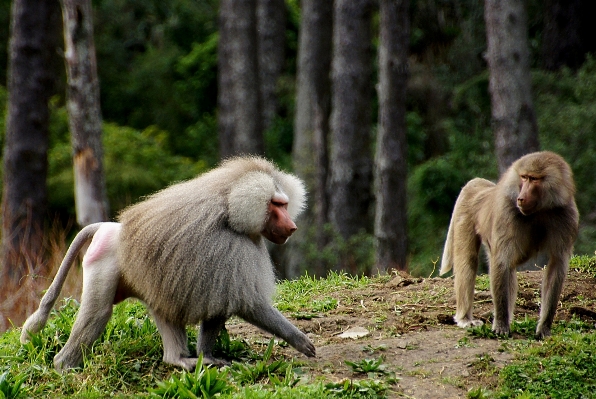 Foto Natura guardare animali selvatici selvaggio