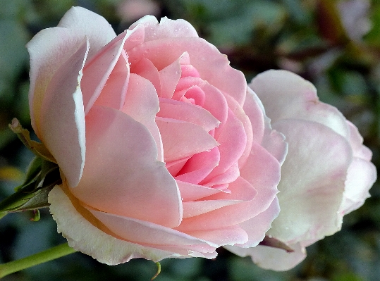 Blossom plant flower petal Photo