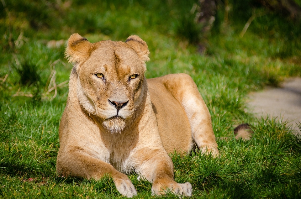 Natura profilo guardare femmina