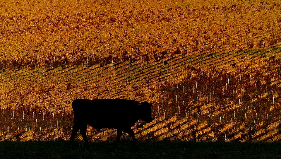 Paysage arbre coucher de soleil raisin