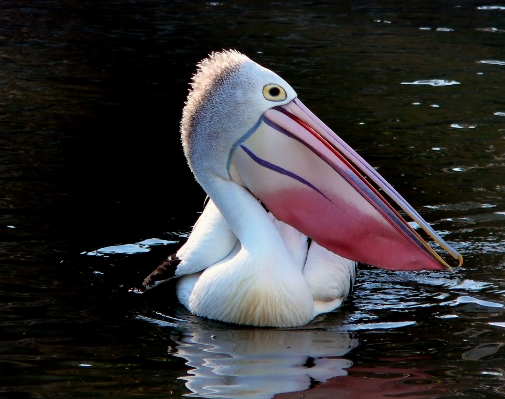 Bird wing pelican seabird Photo