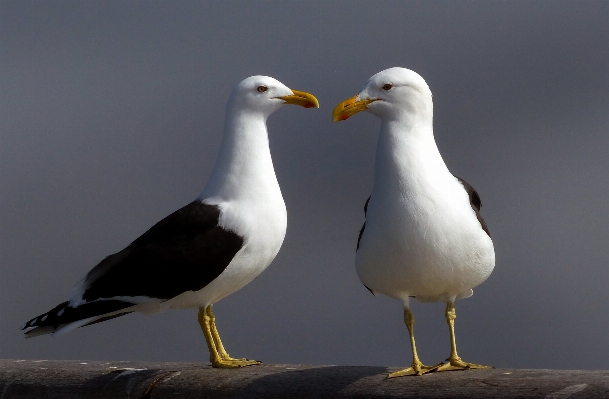 Bird wing seabird seagull Photo