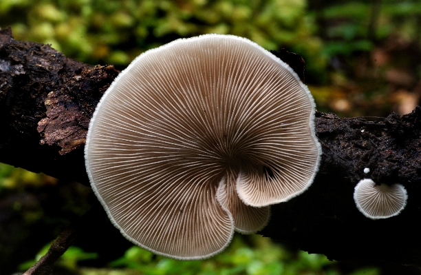 Nature mushroom flora fauna Photo