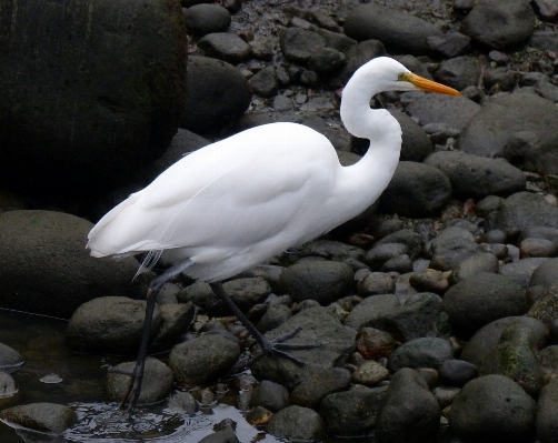 鳥 野生動物 嘴 fauna 写真