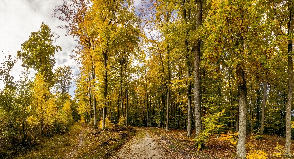 Tree nature forest branch