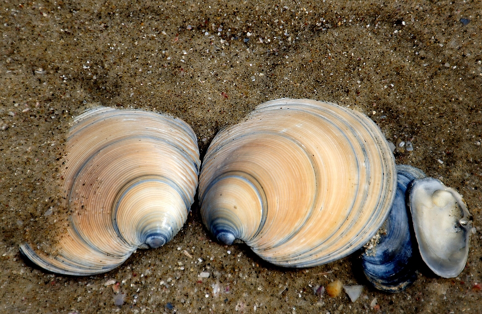 Beach sand biology seafood